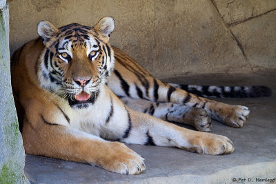 Bengal tiger 