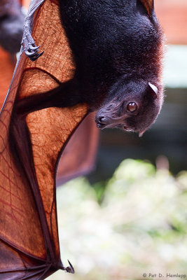 Giant Fruit Bat