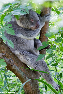 Sleeping koala