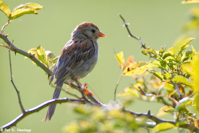 Field Sparrow in sun