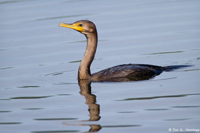 Floating Cormorant