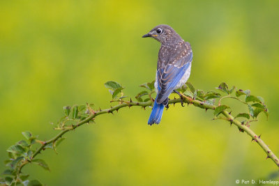 Young Bluebird 