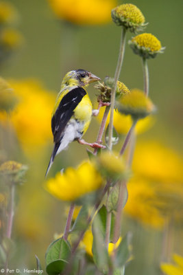 Molting Goldfinch 