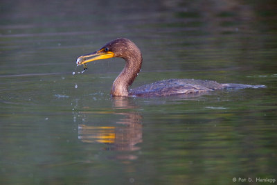 Feeding Cormorant 3