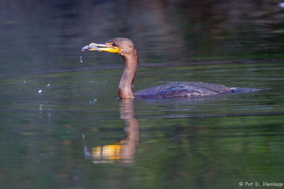 Feeding Cormorant 1