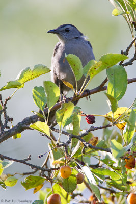 Catbird and leaves 