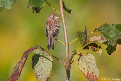 Field Sparrow in sun