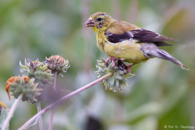Goldfinch molting