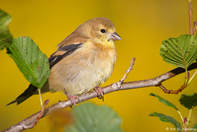 Goldfinch in autumn 