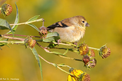 In fall field 