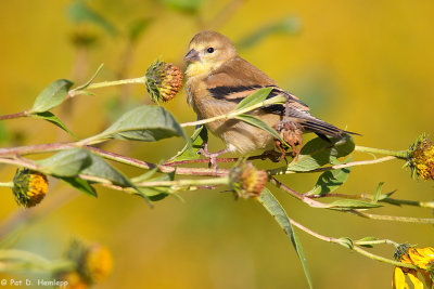 Autumn Goldfinch 