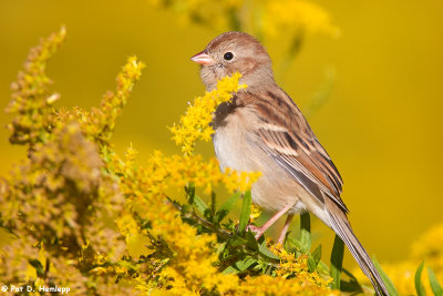 Sparrow on yellow 