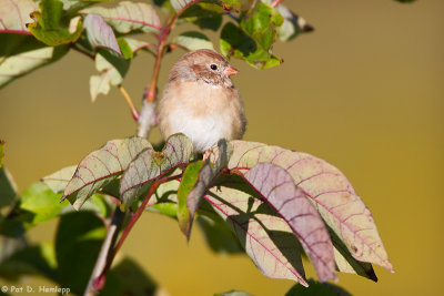 Field Sparrow at rest 