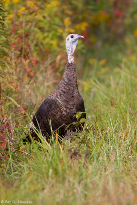 Turkey in a field 