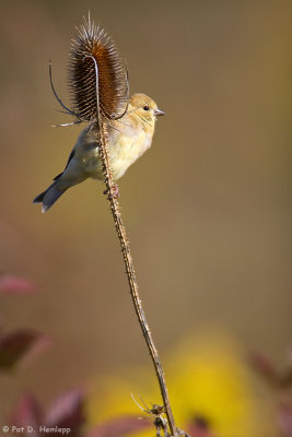 Perched on teasel 