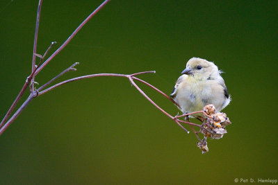 Goldfinch on green 