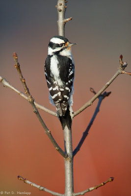 Posing Woodpecker 