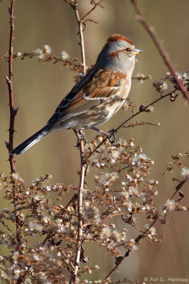 Tree Sparrow in sun 