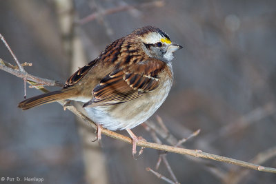 White-throated Sparrow 