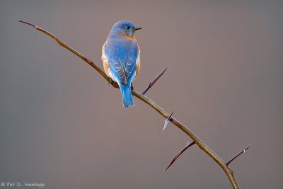 Bluebird from behind 