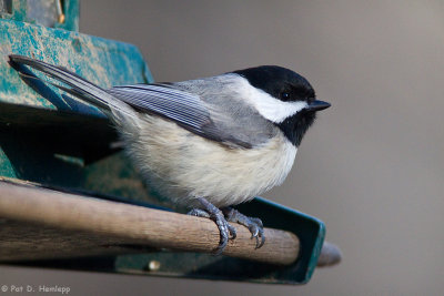 Perched on feeder