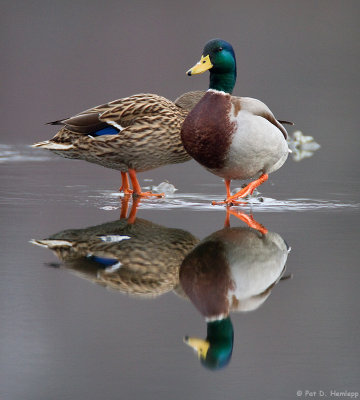 Ducks reflected 