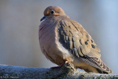 Dove at rest 