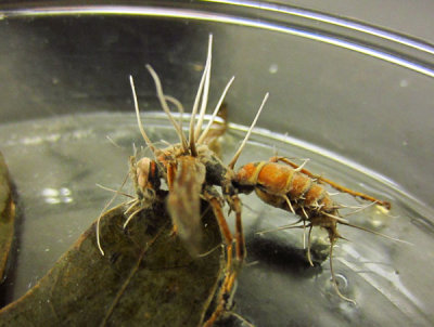 27 Cordyceps fungus on Polistes sp. 5919