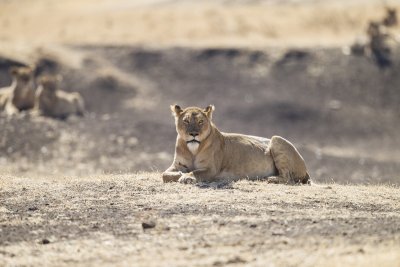 Basking