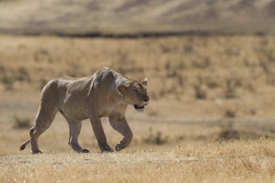 Tanzania 2012 Ngorongoro Lion Kill