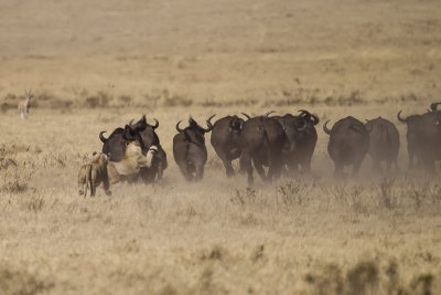 Tanzania 2012 Ngorongoro Lion Kill