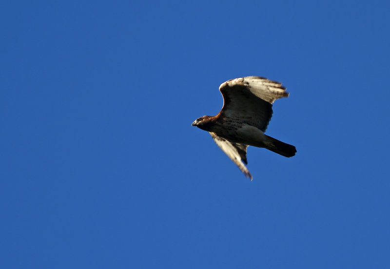 Red-tailed Hawk