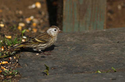 Pine Siskin 