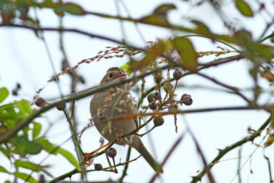 Clay-colored Sparrow
