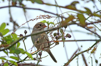 Clay-colored Sparrow