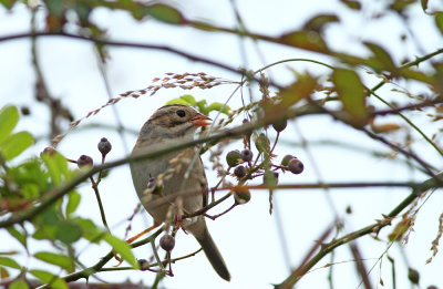 Clay-colored Sparrow