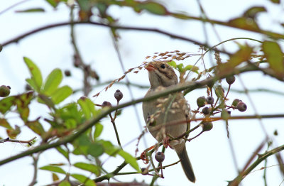 Clay-colored Sparrow