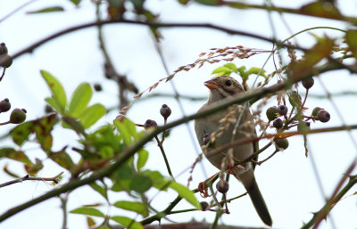 Clay-colored Sparrow