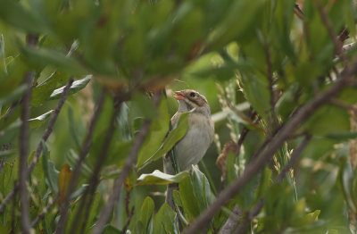 Clay-colored Sparrow