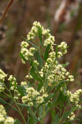 Baccharus halimifolia