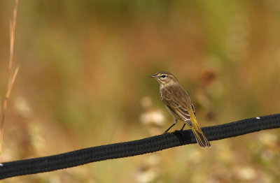 Palm Warbler