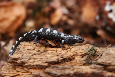 Marbled Salamander