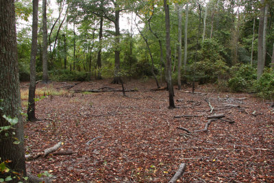 Vernal pool