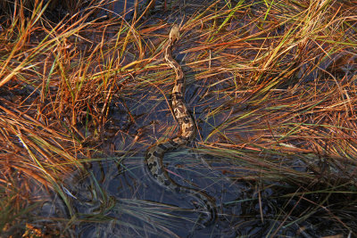 Young Timber Rattlesnake