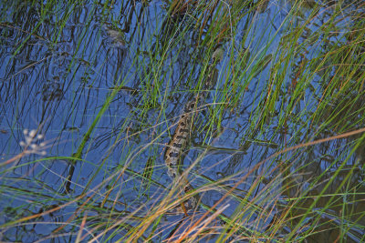 Young Timber Rattlesnake