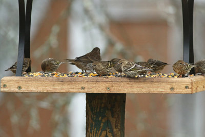 Pine Siskins and Purple Finch