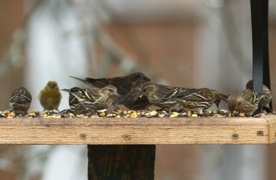 Pine Siskins and Purple Finch