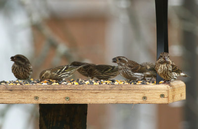 Pine Siskins and Purple Finches