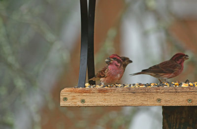 Purple Finches