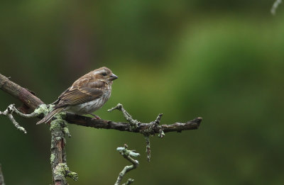 Purple Finch